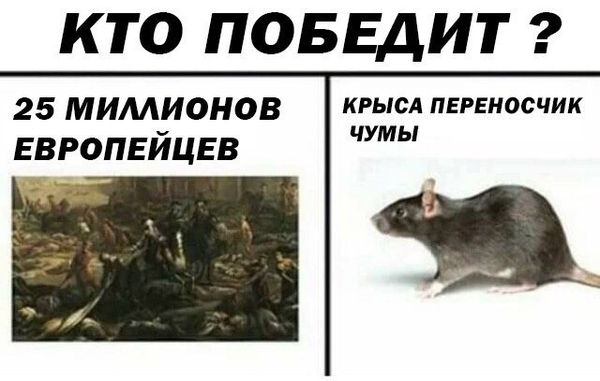 Дератизация от грызунов от крыс и мышей в Сургуте