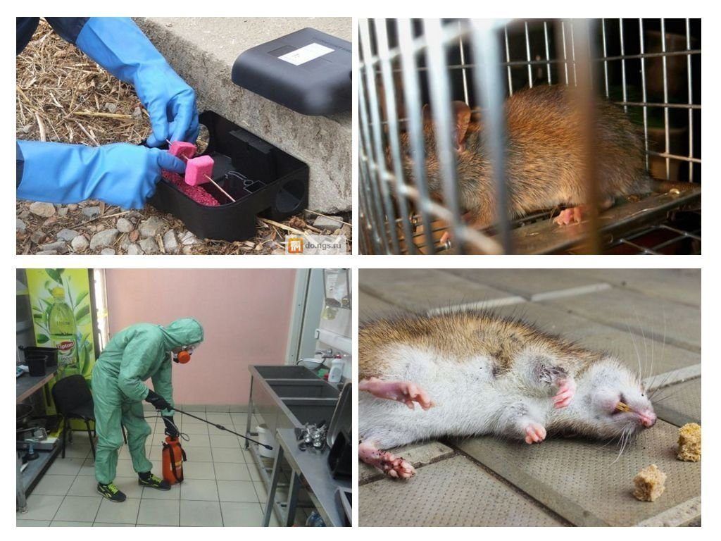 Фирма по уничтожению грызунов, крыс и мышей в Сургуте