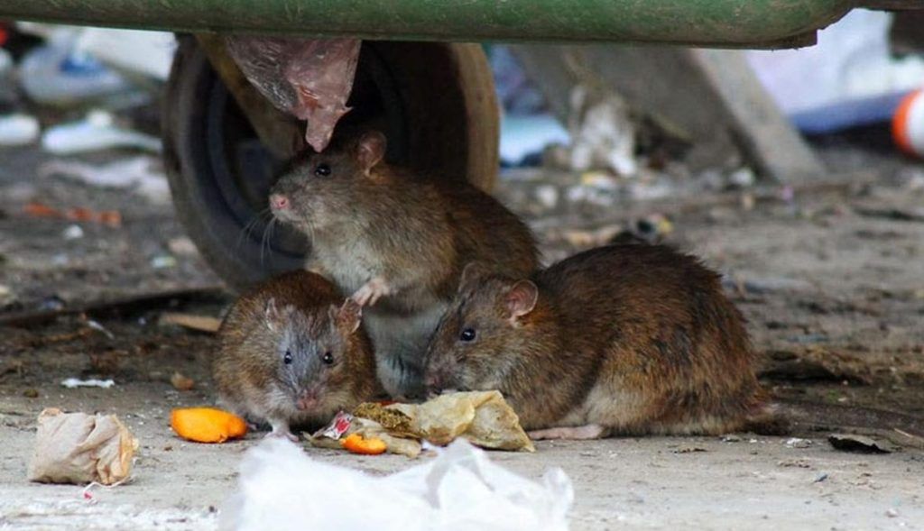 Травить грызунов крыс и мышей в Сургуте