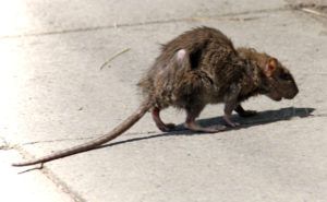 Фирма по уничтожению грызунов, крыс и мышей в Сургуте