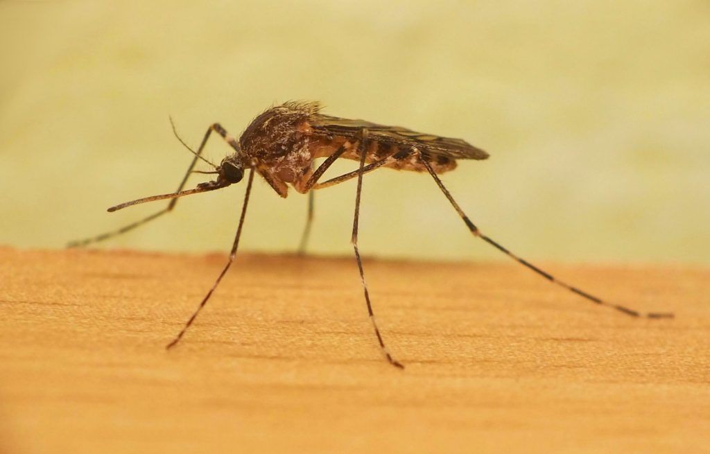 Уничтожение комаров в Сургуте