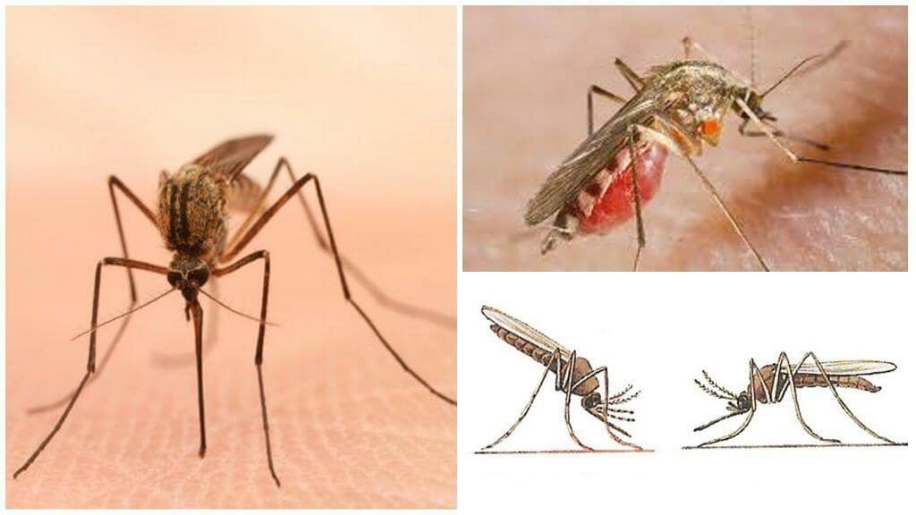 Уничтожение комаров в Сургуте