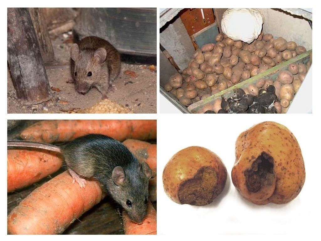 Обработка от грызунов крыс и мышей в Сургуте