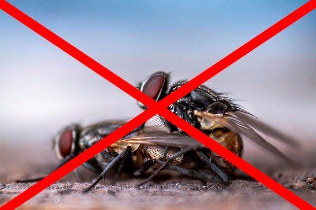 Профессиональное уничтожение мух в Сургуте с гарантией