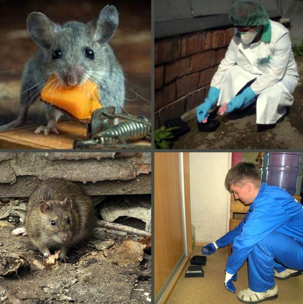 Дезинфекция от грызунов, крыс и мышей в Сургуте