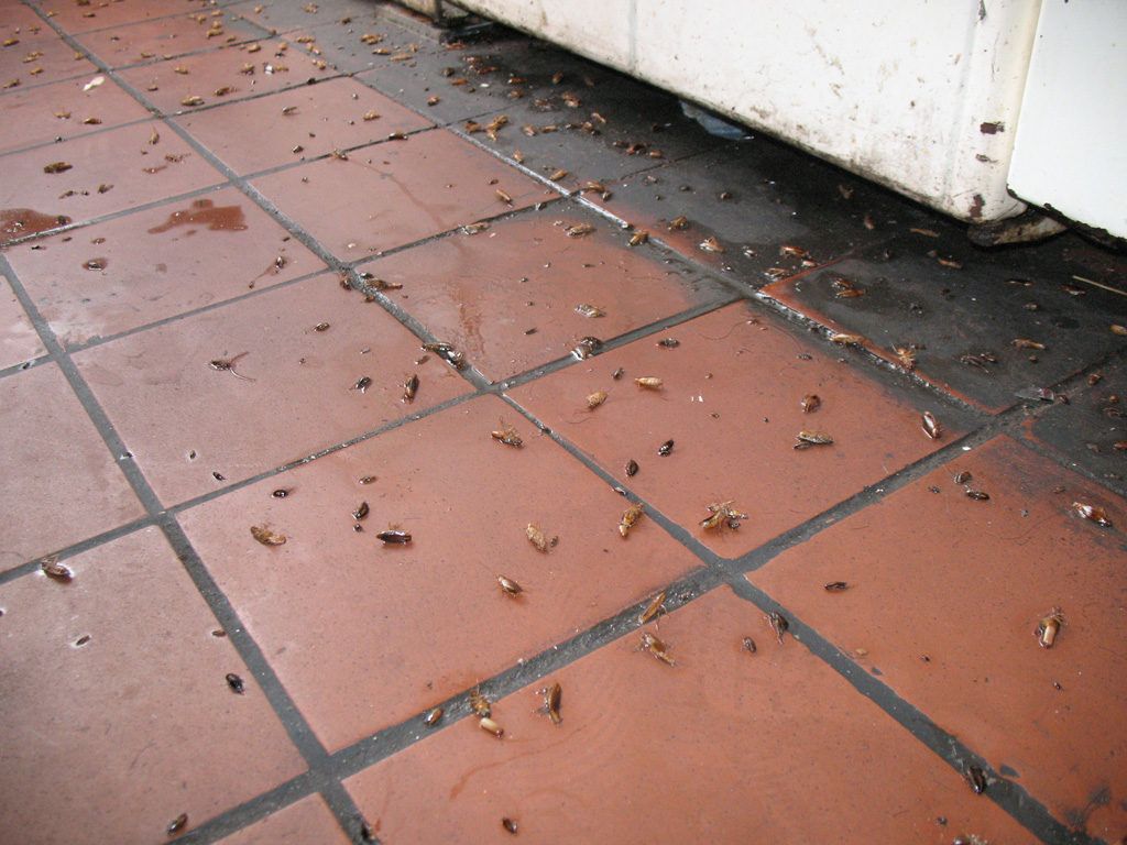 Уничтожение тараканов в квартире в Сургуте 