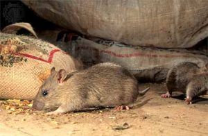 Дератизация от грызунов от крыс и мышей в Сургуте