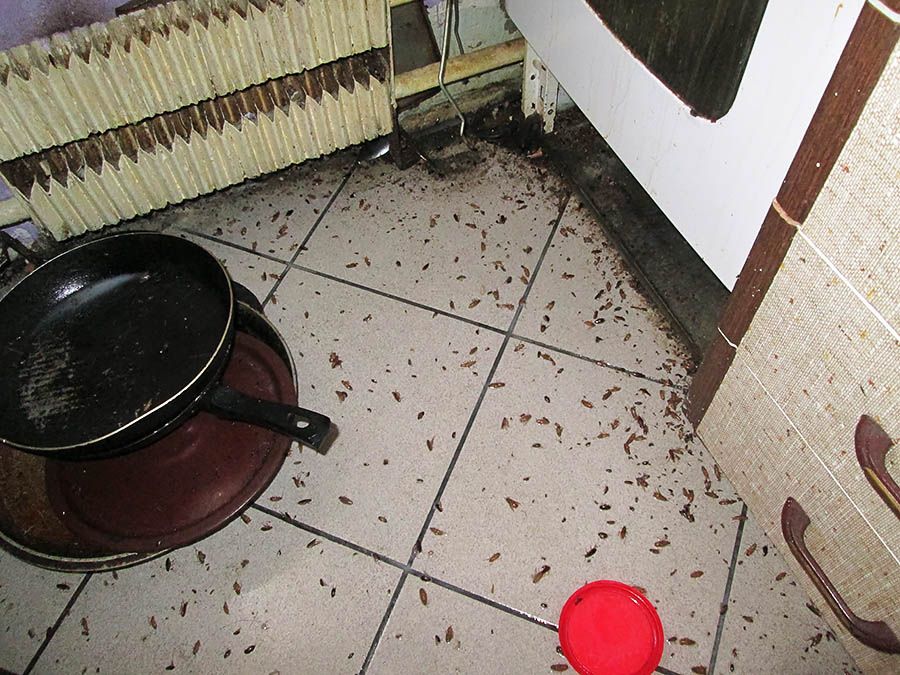 Санэпидемстанция от тараканов в Сургуте, вызвать, цены